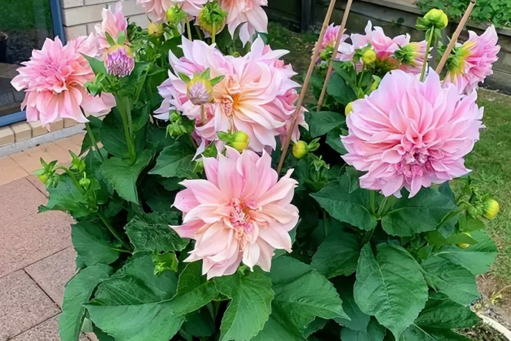 春天如何养好盆栽大丽花（大丽花哪个季节比较好养呢）